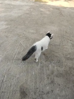 Cat for sale