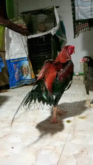 সরালি মুরগি অর্থা আঁচিল