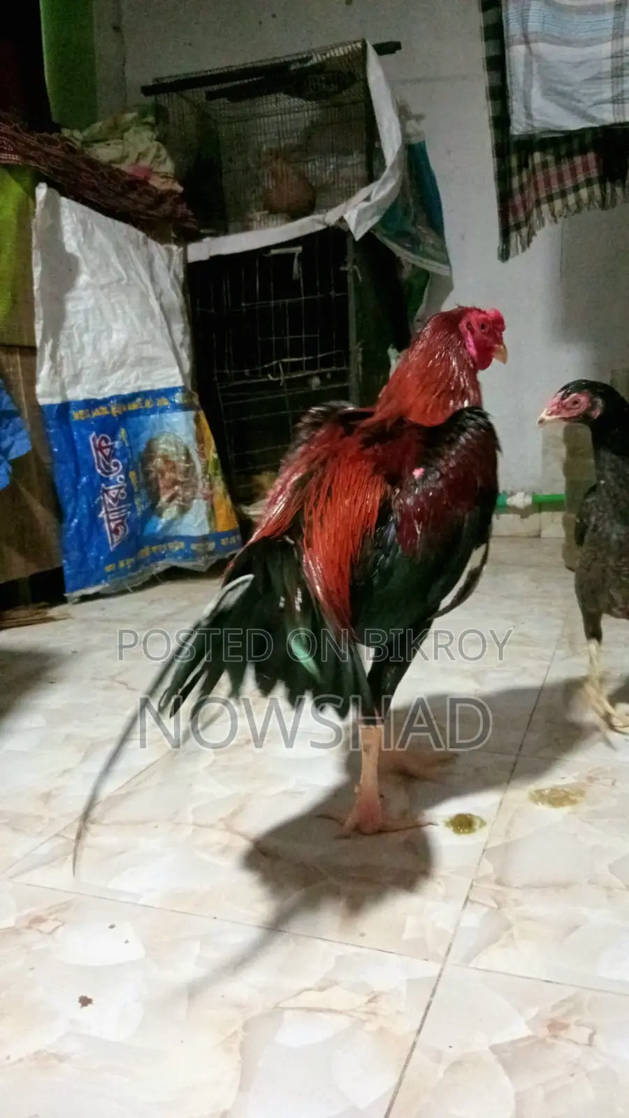 সরালি মুরগি অর্থা আঁচিল