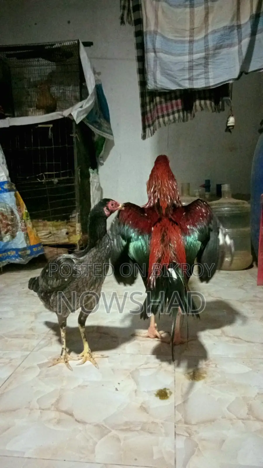 সরালি মুরগি অর্থা আঁচিল