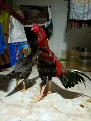 সরালি মুরগি অর্থা আঁচিল
