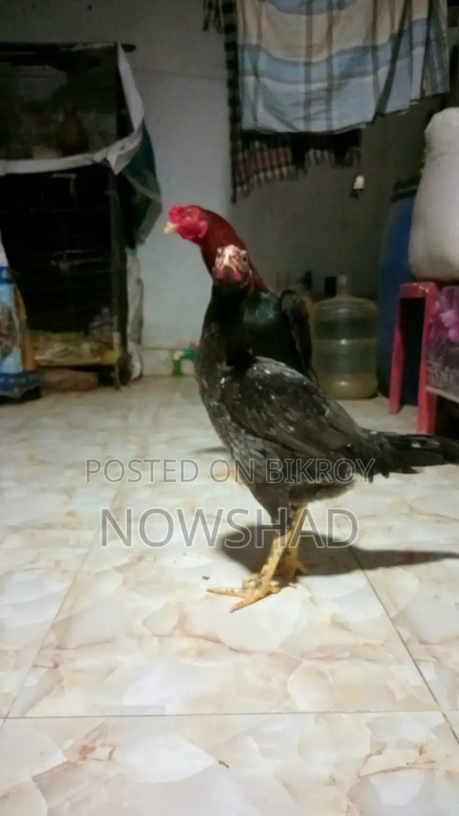 সরালি মুরগি অর্থা আঁচিল