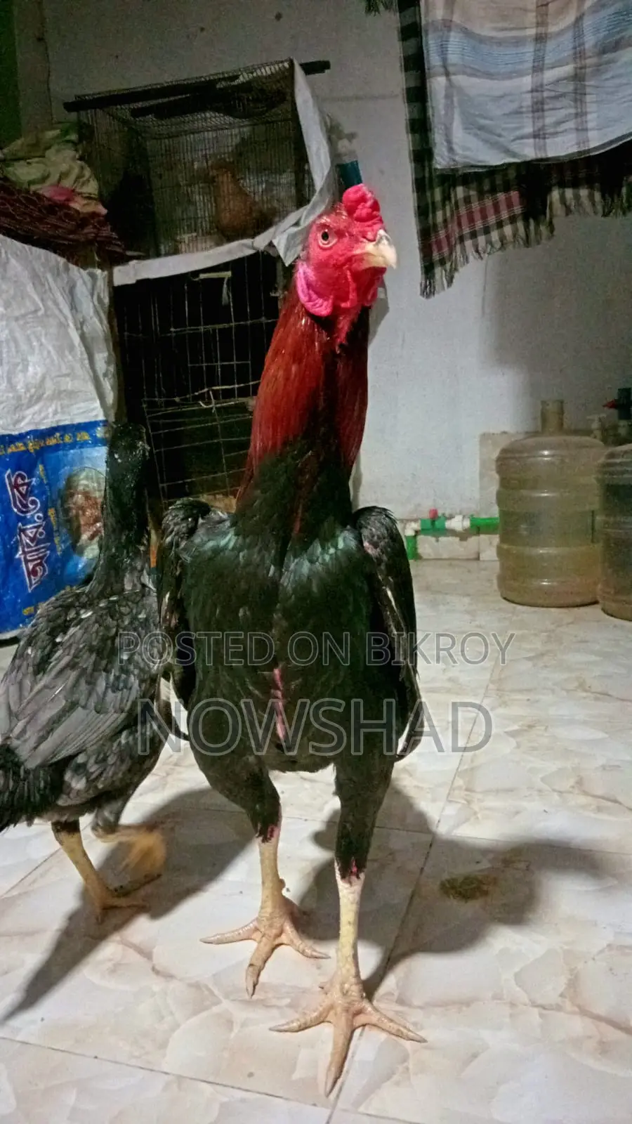 সরালি মুরগি অর্থা আঁচিল