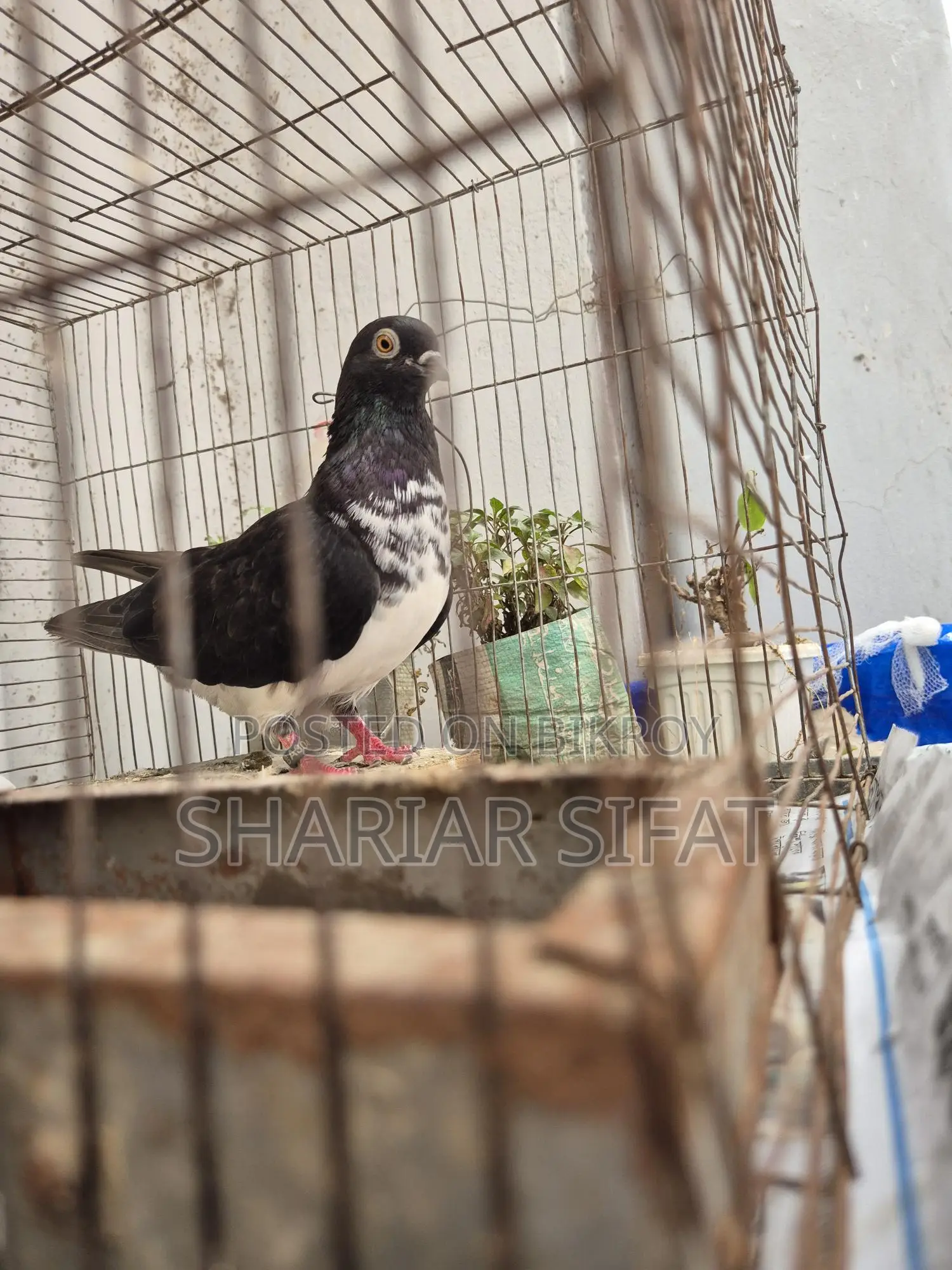 ব্ল্যাক বিবিকে বুদাপেস্ট পুরুষ