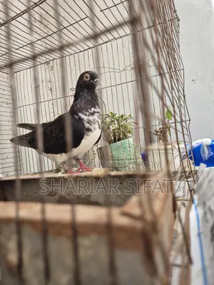 ব্ল্যাক বিবিকে বুদাপেস্ট পুরুষ