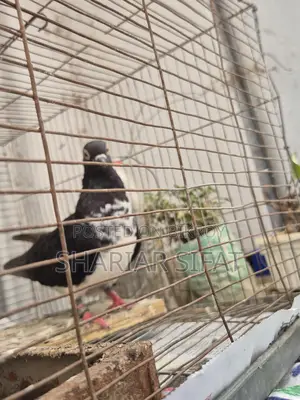 ব্ল্যাক বিবিকে বুদাপেস্ট পুরুষ
