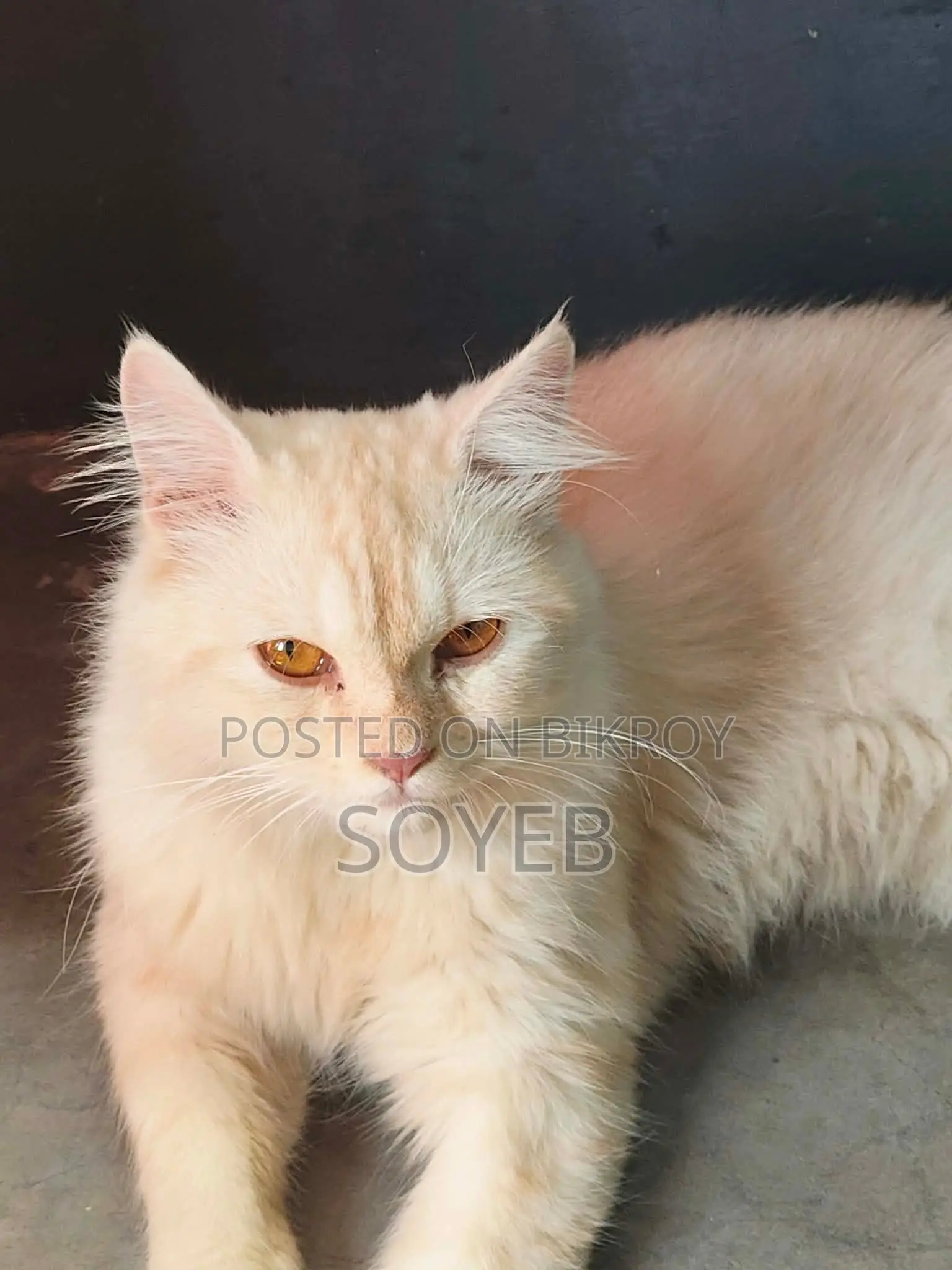 Persian Cat For Sale