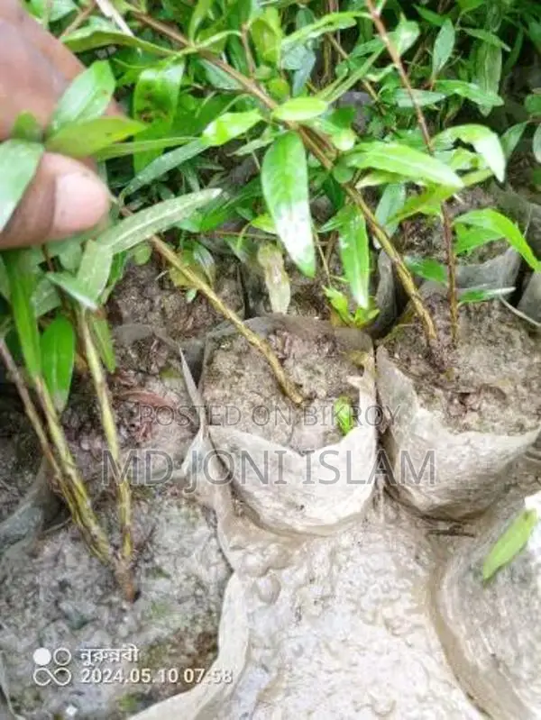 Pomegranate Saplings