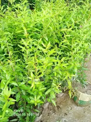 Pomegranate Saplings