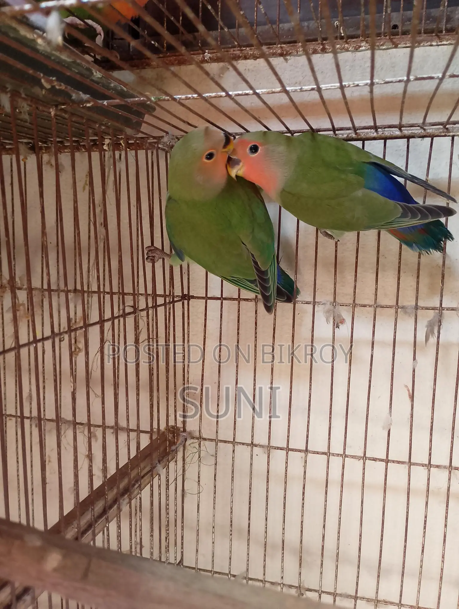Love Bird