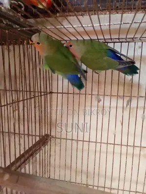 Love Bird