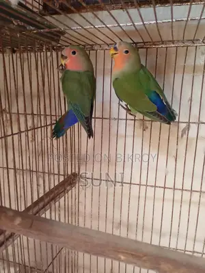 Love Bird