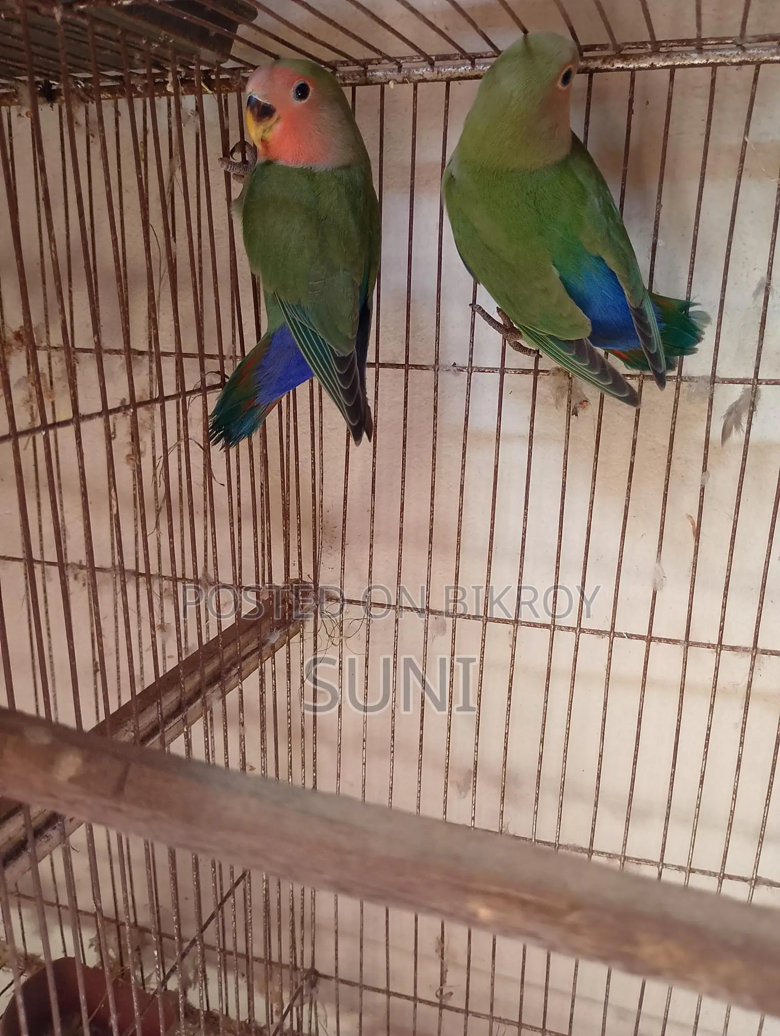 Love Bird