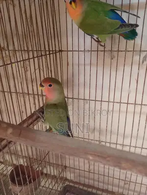 Love Bird