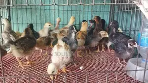 Original Deshi and Fayoumi Chicks