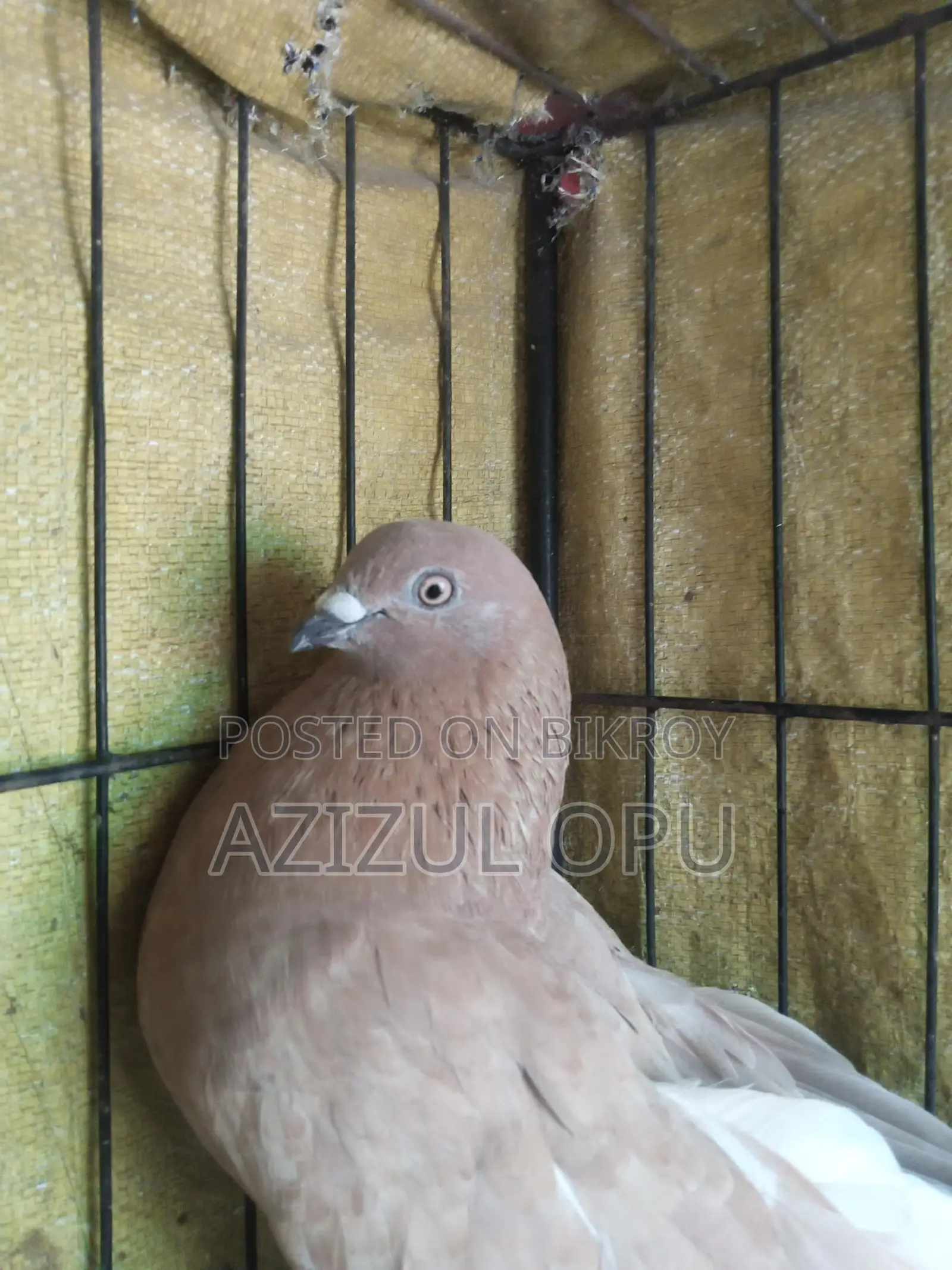 লাল খাকি মাডি