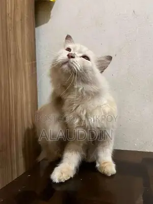 Pure Persian Male Cat