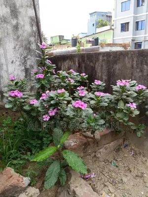 Nayan Tara Flower Plant