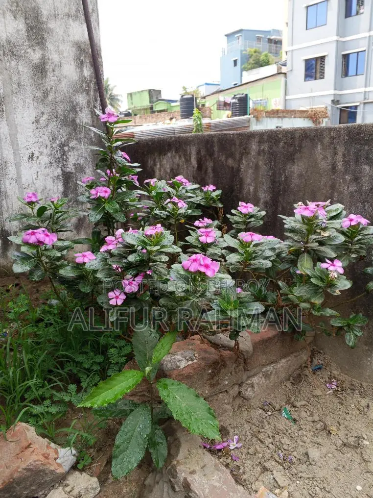 Nayan Tara Flower Plant