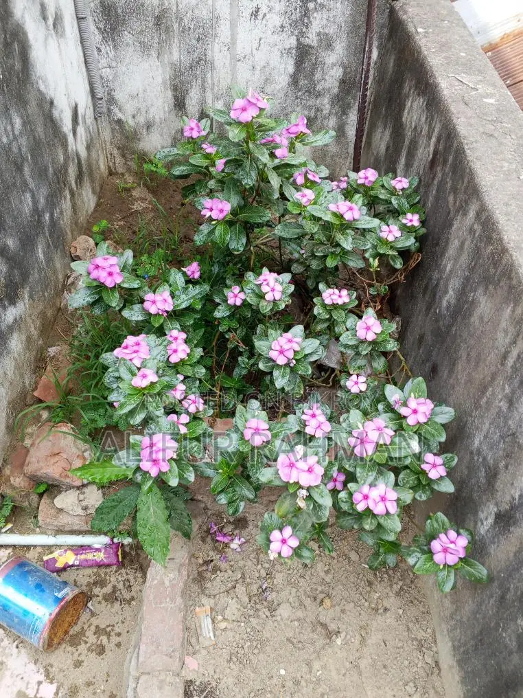 Nayan Tara Flower Plant