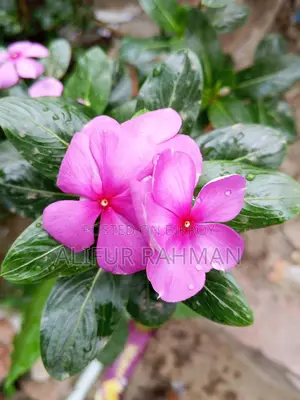 Nayan Tara Flower Plant