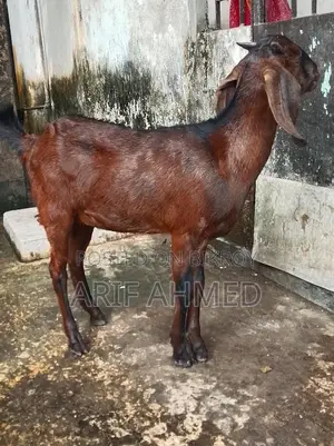 উন্নত জাতের 2টা ক্র্যস পাটি ছাগল বিক্রি করব।