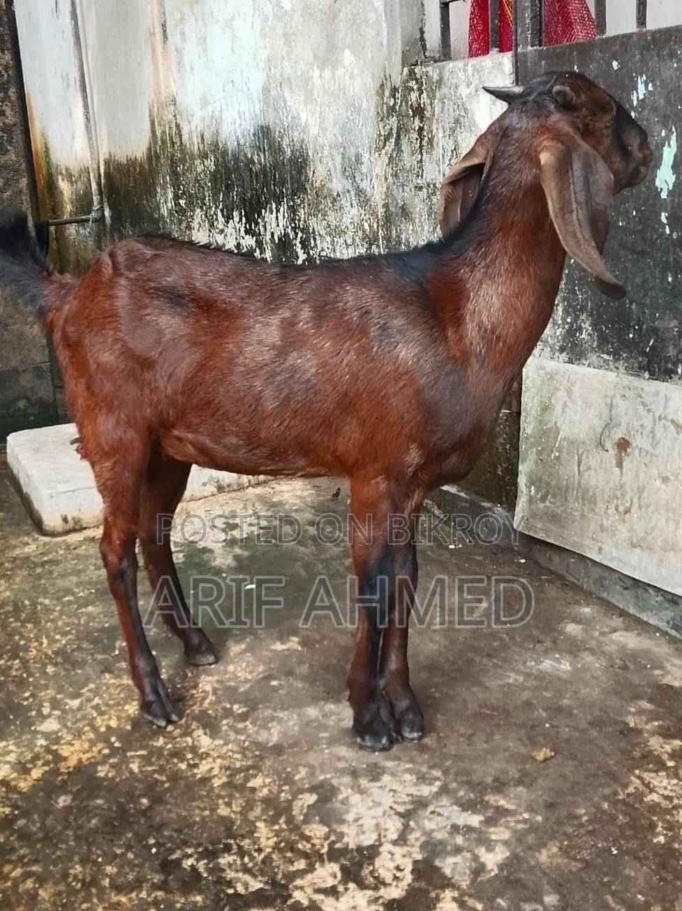উন্নত জাতের 2টা ক্র্যস পাটি ছাগল বিক্রি করব।