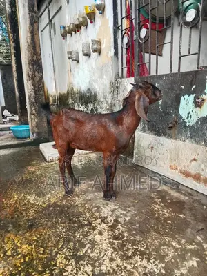 উন্নত জাতের 2টা ক্র্যস পাটি ছাগল বিক্রি করব।