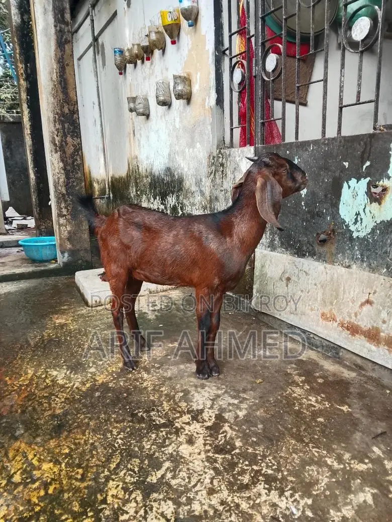 উন্নত জাতের 2টা ক্র্যস পাটি ছাগল বিক্রি করব।