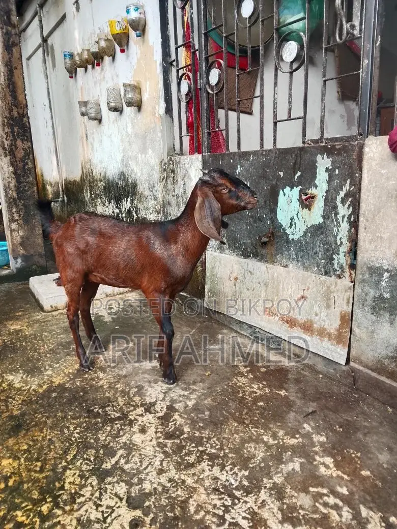 উন্নত জাতের 2টা ক্র্যস পাটি ছাগল বিক্রি করব।