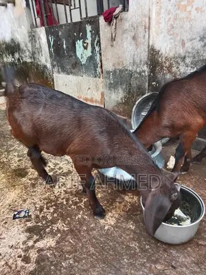 উন্নত জাতের 2টা ক্র্যস পাটি ছাগল বিক্রি করব।