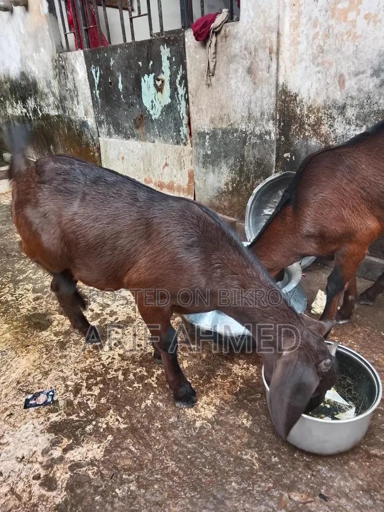উন্নত জাতের 2টা ক্র্যস পাটি ছাগল বিক্রি করব।