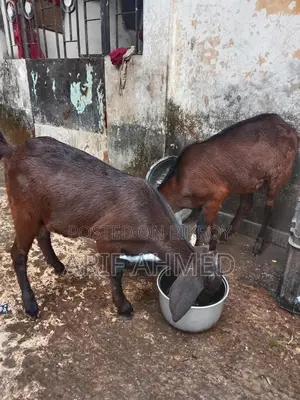 উন্নত জাতের 2টা ক্র্যস পাটি ছাগল বিক্রি করব।