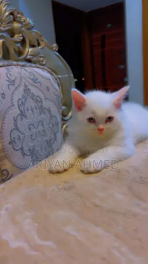 Persian Male Double Coated Kitten
