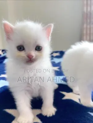 Persian Male Double Coated Kitten