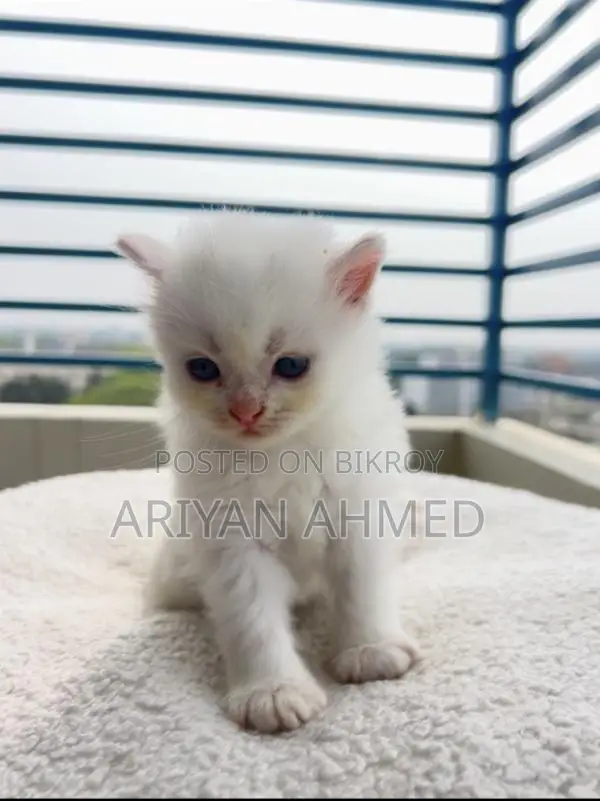 Persian Male Double Coated Kitten