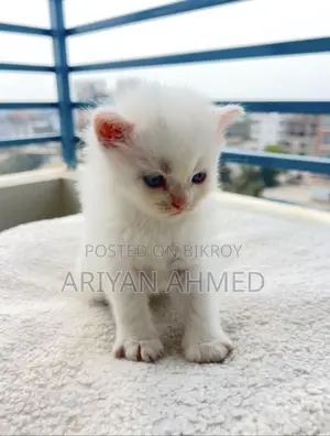 Persian Male Double Coated Kitten