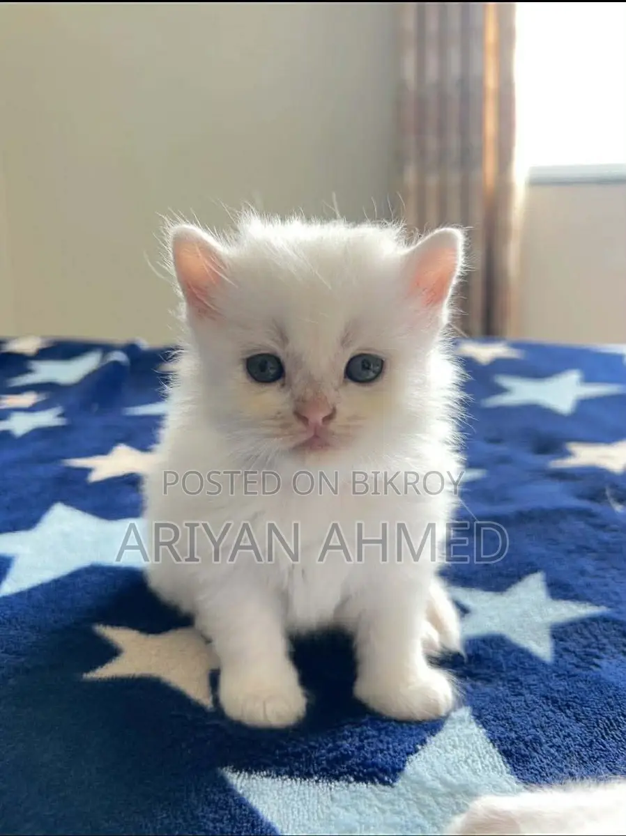 Persian Male Double Coated Kitten