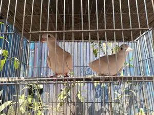 Dove Birds