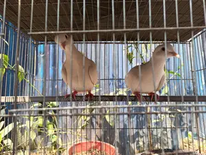 ঘুঘু পাখি