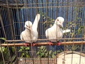 ঘুঘু পাখি