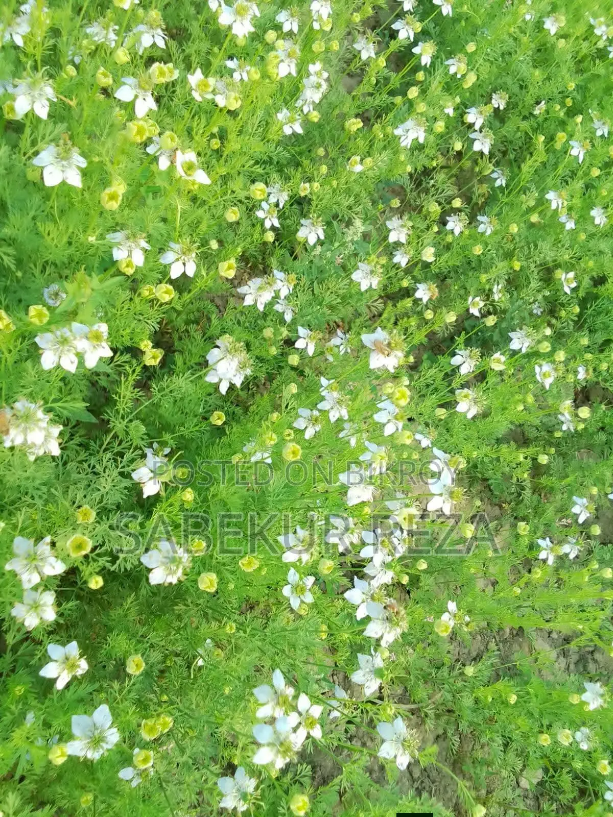 Original Pure Black Cumin Flower Honey