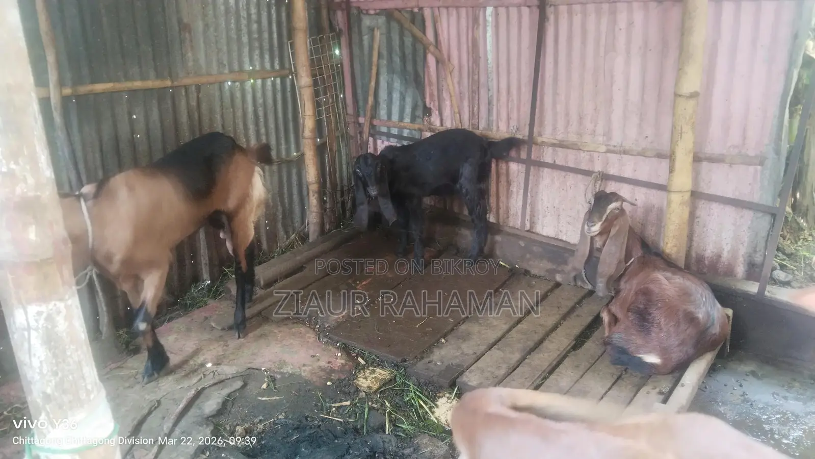 কিছু ভালো জাতের ছাগল বিক্রি করা হবে