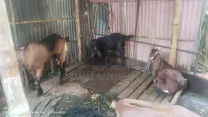 কিছু ভালো জাতের ছাগল বিক্রি করা হবে