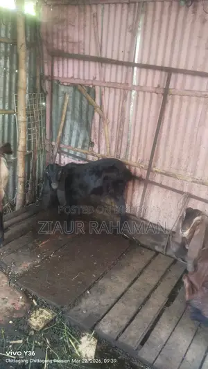 কিছু ভালো জাতের ছাগল বিক্রি করা হবে