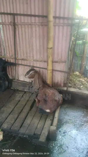 কিছু ভালো জাতের ছাগল বিক্রি করা হবে