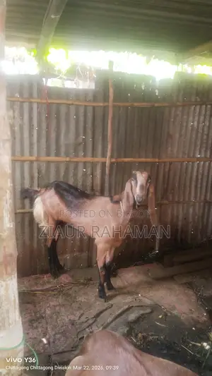 কিছু ভালো জাতের ছাগল বিক্রি করা হবে