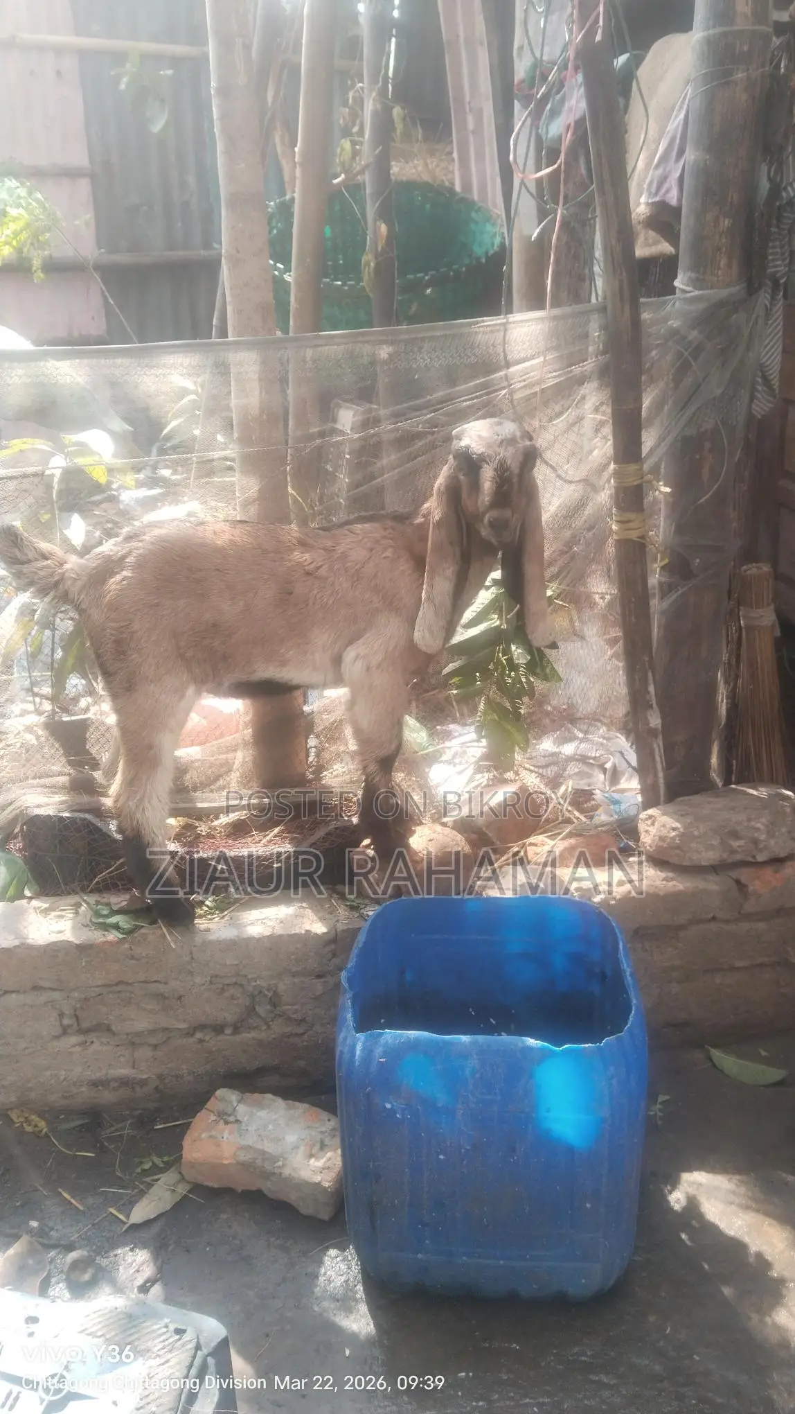 কিছু ভালো জাতের ছাগল বিক্রি করা হবে