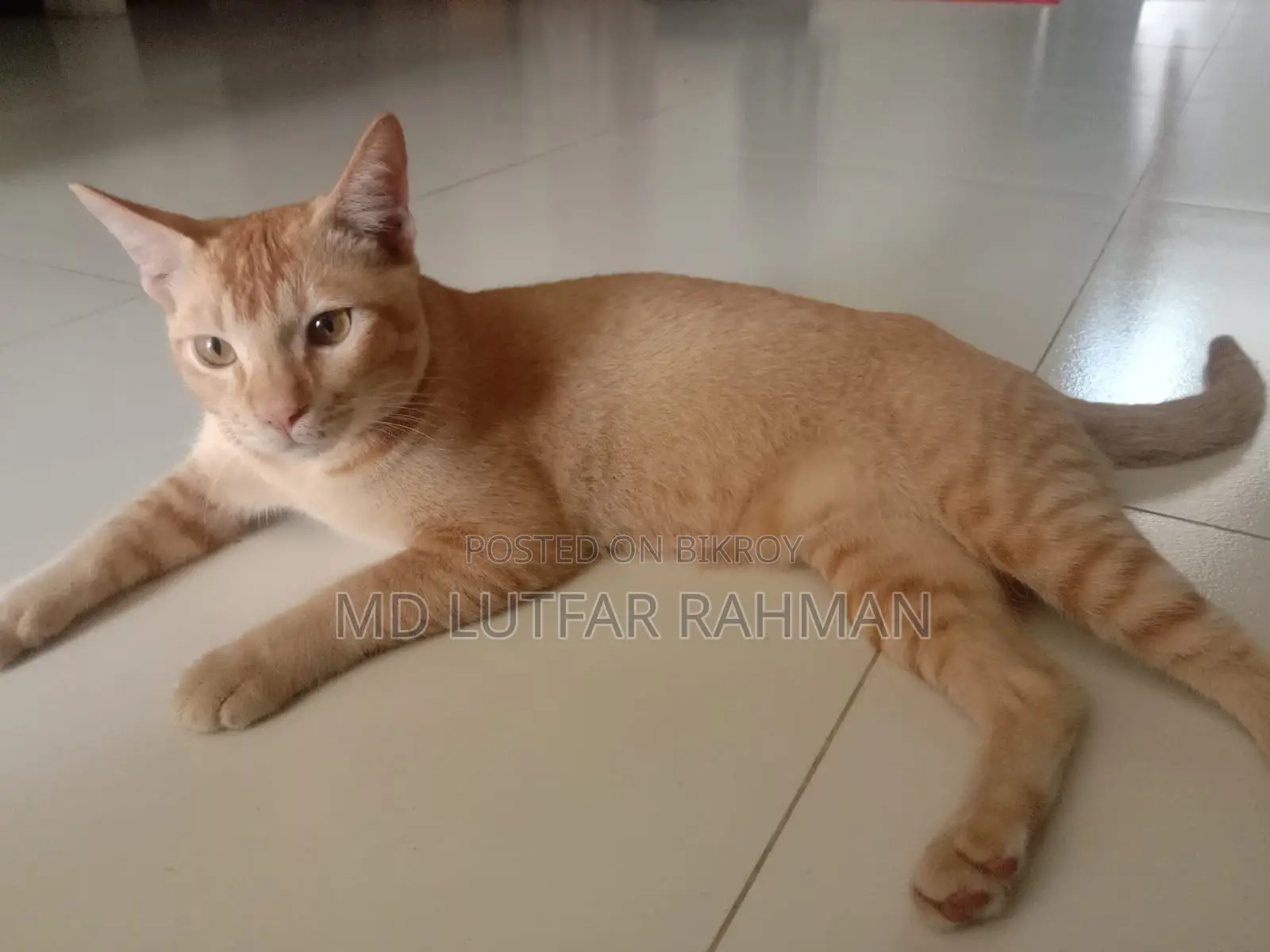 Cat For Sale