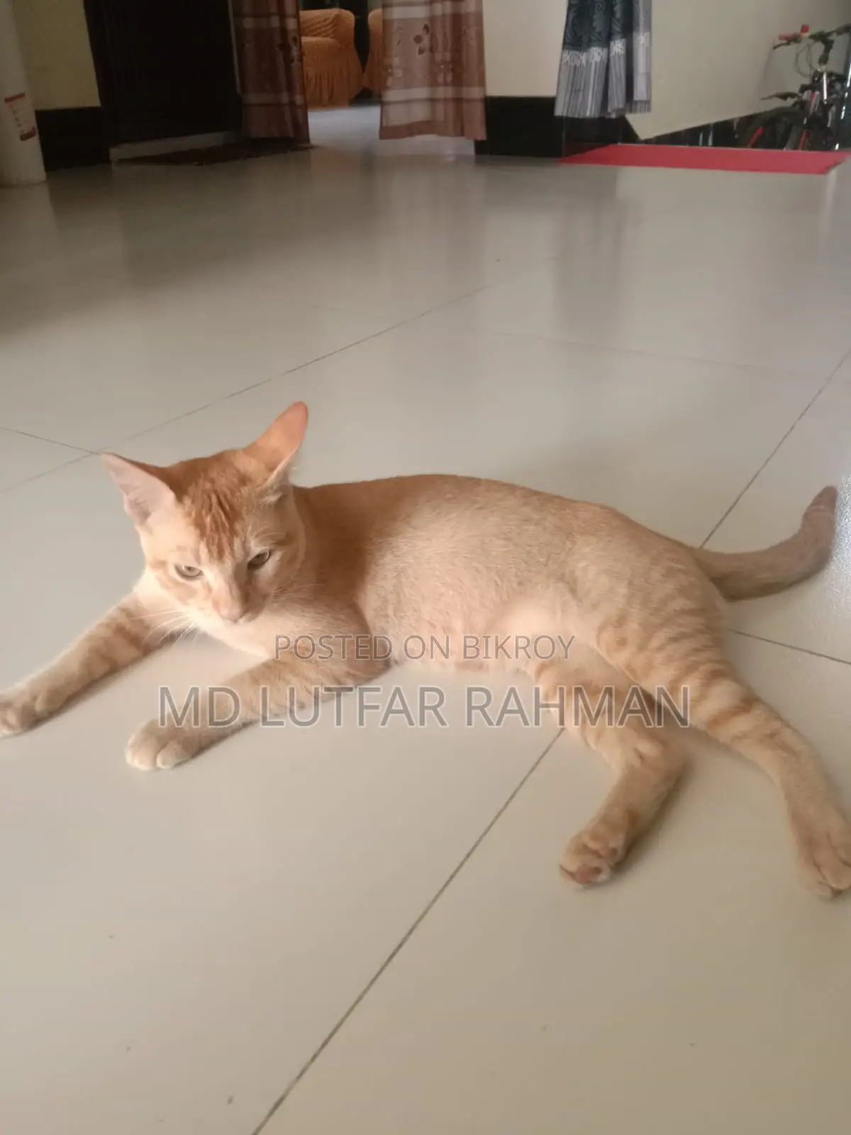 Cat For Sale
